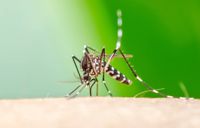 Vacina inédita para chikungunya será produzida no Butantan