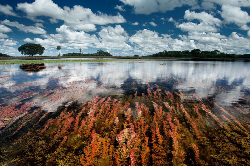 Água Pantanal Fogo reúne fotos de incêndios e cheias no Pantanal