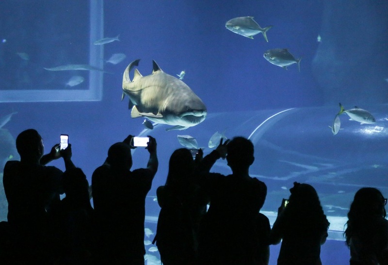 AquaRio celebra Natal e Réveillon com atrações especiais