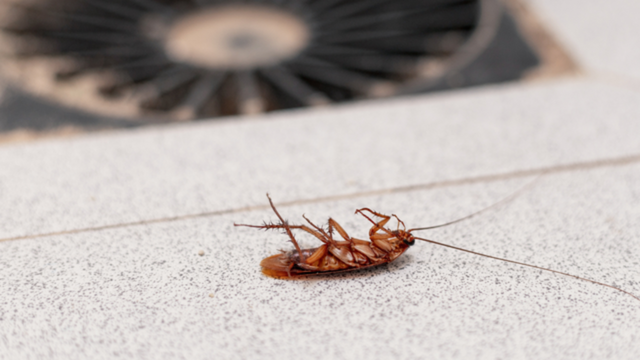 Como se livrar de baratas com bicarbonato de sódio