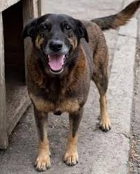 Nenhum cão é só um cão