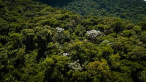 BNDES libera primeira parcela do Fundo Clima para a Tree+ restaurar Mata Atlântica no Norte do RJ