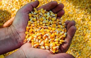 Dia Internacional do Milho: Brasil celebra recorde de produção