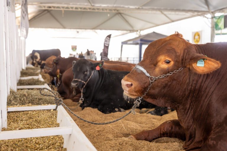 A Feira Agropecuária de Tubarão e a conexão entre campo, cidade e desenvolvimento econômico