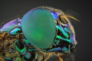 Surto de larva da mosca varejeira deixa 2 mortos e 141 infectados