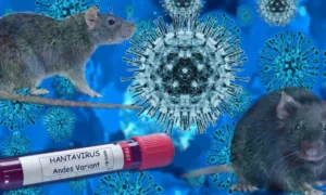 Rio descarta casos de hantavirus