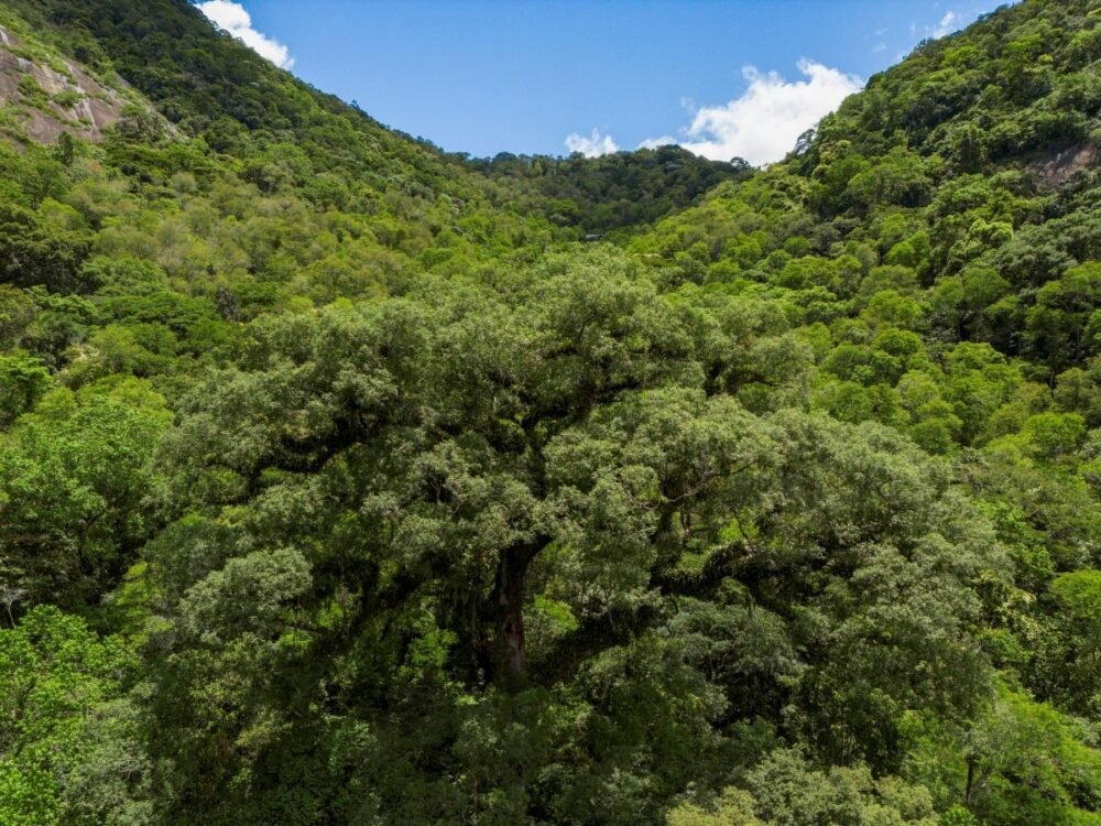 BNDES aprova R$ 250 milhões do Fundo Clima para recuperação de 22,2 mil hectares de Mata Atlântica no norte do RJ